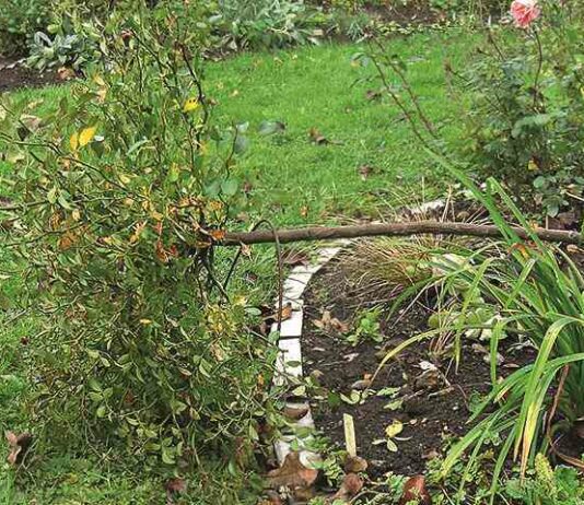 Укриття на зиму штамбової троянди: особистий досвід юлії тадеуш