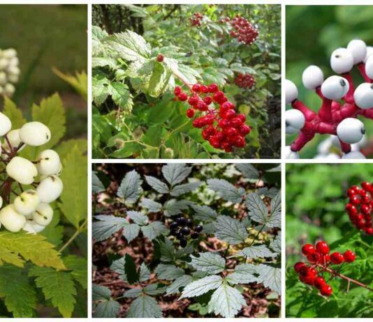 Багаторічники з яскравими плодами в осінньому саду