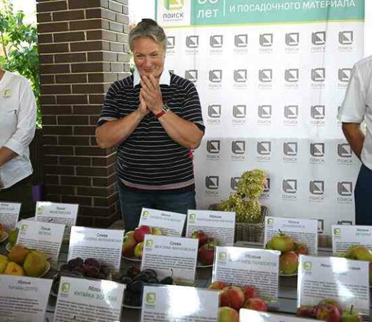 Кращі сорти яблунь, рекомендовані до посадки на дачах н.н. Савельєвої, д.б. Н. Фгбну імені і. В. Мічуріна