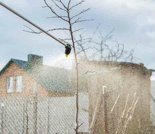 Як правильно використовувати сечовину в саду і в городі протягом усього сезону