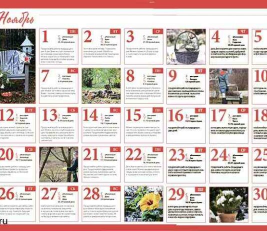 Місячний посівний календар садівника, квітникаря і городника на листопад 2021 року