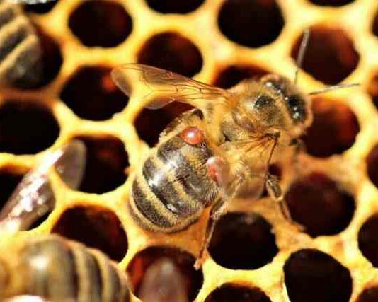 Хвороби бджіл: основні ознаки, поширені захворювання і лікування