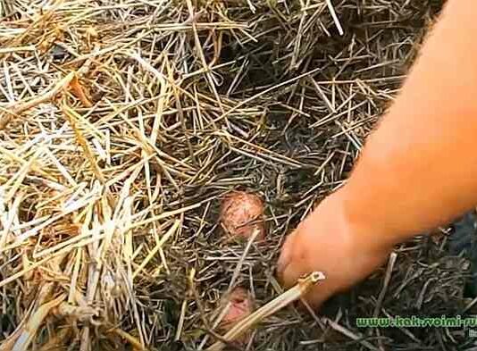 3 способи зберегти урожай, якщо немає льоху