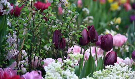 Мільярди на тюльпани: у москві не поскупилися