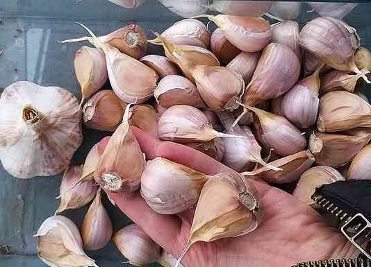 Садимо часник восени