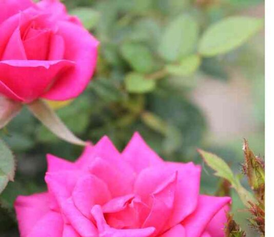 Осіння обрізка троянд