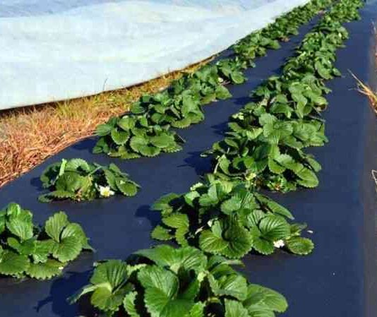 Особливості, види і використання мульчирующей плівки