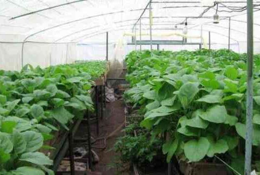 Полив баклажанів в теплиці з полікарбонату: як часто, після висадки