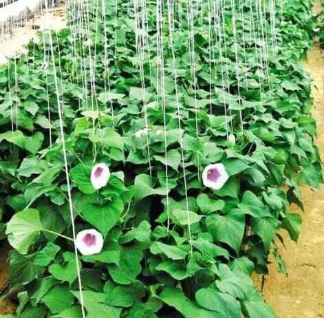 Батат: що це таке, фото, опис, чим корисний для організму людини, як є