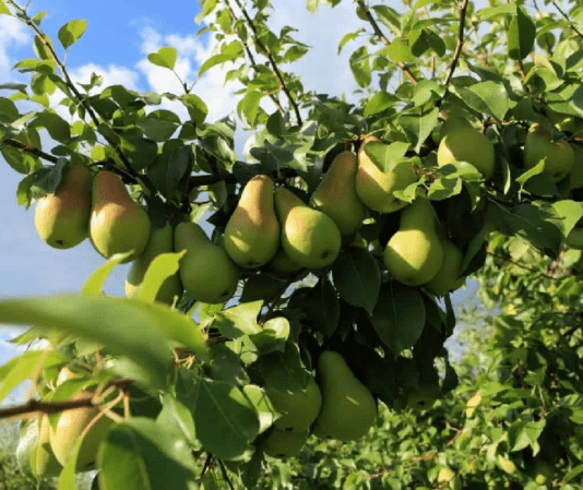 Сорт груші казкова: опис, фото, відгуки