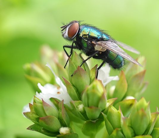Фахівці з боротьби зі шкідниками стверджують, що мухи уникатимуть вашого будинку, якщо ви будете використовувати цю страву зі своєї миски з фруктами
