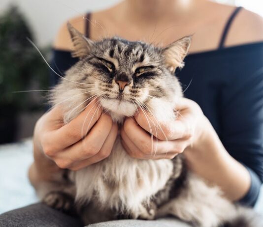 Чому Моя кішка не муркоче, навіть коли вона щаслива?