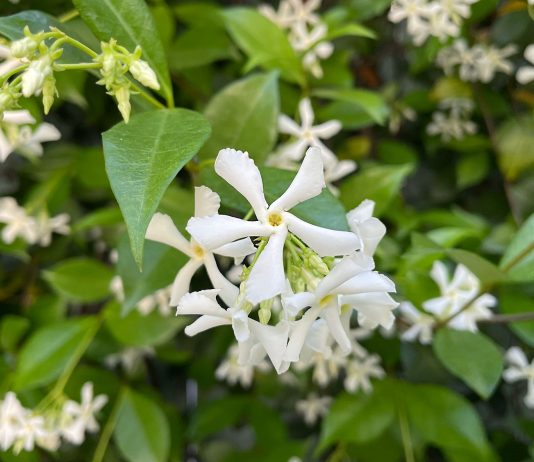 Зірчастий жасмин-посібник з вирощування та догляду за рослинами