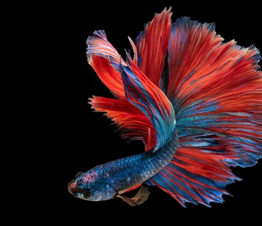 10 барвистих риб, яка прикрасить ваш акваріум