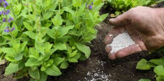 Beheben Sie Ihre Phosphorprobleme