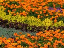 Hoe u het juiste tuintype voor uw tuin kiest
