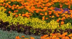 How to Choose the Right Garden Type for Your Yard