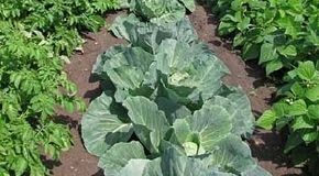 How to Start a Vegetable Garden: A Complete Guide for DIY Homeowners