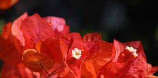 Comment protéger les bougainvilliers des gelées d’automne : un guide étape par étape