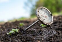 Por qué las semillas de albahaca se pudren en el suelo: la trampa oculta de la temperatura
