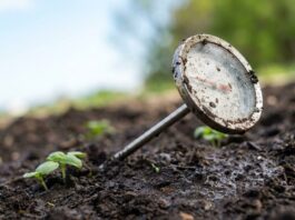 Waarom basilicumzaden in de grond rotten: de verborgen temperatuurval