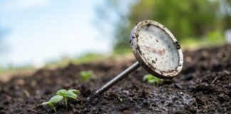 Perché i semi di basilico marciscono nel terreno: la trappola della temperatura nascosta