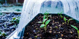 Comience a tomar tomates y pimientos en enero de 2026 para cosechas tempranas