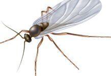 How to Kill Fungus Gnats Fast: Cheap, Effective Treatments